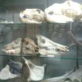 Museo del Dipartimento di Biologia: reperti ossei animali